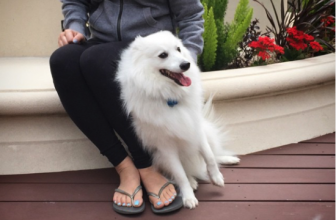 Perché il cane mi si appoggia o si spalma addosso?