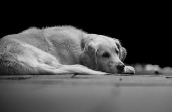 “Abbandonare” il cane in giardino è reato