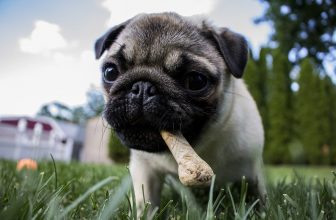 Allergie alimentari nel cane