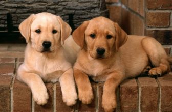 I cani restano “amici” anche se non si vedono spesso?