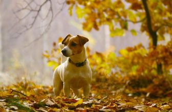 Il cane può mangiare carne avariata?
