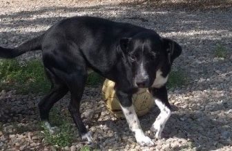 Riportano il Cane al Canile perché Russa quando Dorme