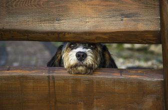 4 cose più difficili da fare quando hai un cane