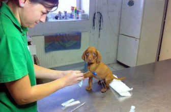 La Coccidiosi nel Cane: Cos’è, Sintomi e Cosa Fare