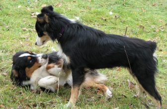 La dominanza nel cane