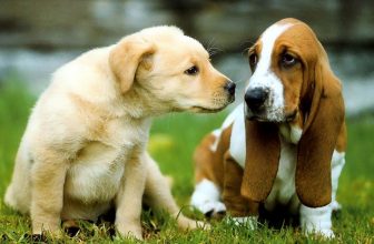 Gelosia fra due cani in casa: come comportarsi