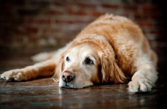 5 cose che il tuo cane anziano apprezzerà