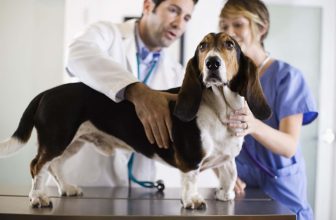 La Panosteite eosinofilica del cane in accrescimento