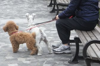 Le “nuove” regole sui cani (ord. 13 luglio 2016): niente di nuovo