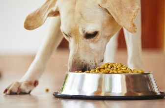 Il riposo del cane dopo aver mangiato