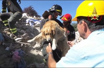 Romeo, il Golden retriever estratto dalle macerie dopo 9 giorni (video)