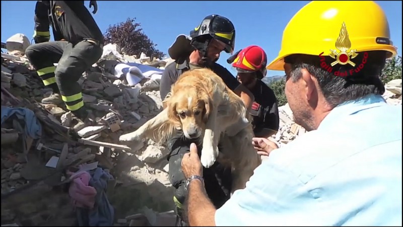 Romeo, il Golden retriever estratto dalle macerie dopo 9 giorni (video)