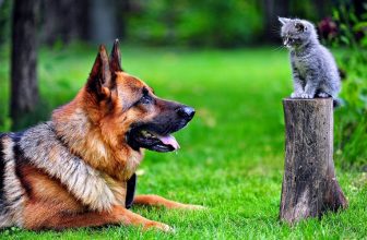 Malattie trasmissibili fra cani e gatti