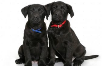 Curiosità: i cani della stessa razza si riconoscono?