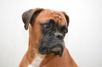 Prognatismo nel cane