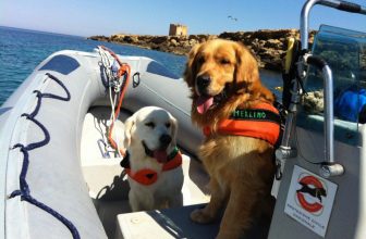 Addio a Merlino, il Cane-Eroe che salvò 6 persone in mare