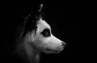 I cani vedono al buio?
