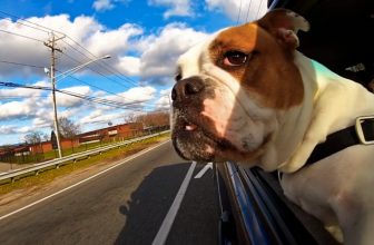 Il cane ha paura della macchina: come farlo salire