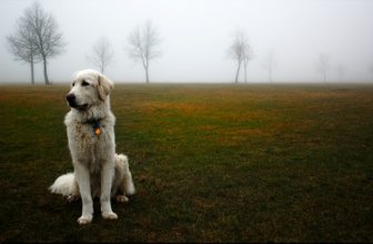 Isolamento sociale del cane