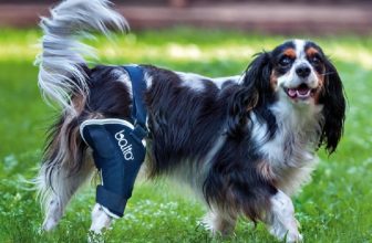 Displasia del ginocchio e lussazione della rotula nel cane