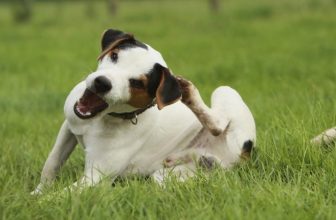 Tigna nel cane: Cause, Sintomi e come curarla