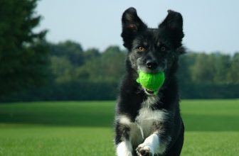 Utilizzo del cibo nell’educazione del cane e metodo gentile