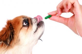 Come dare le medicine al cane