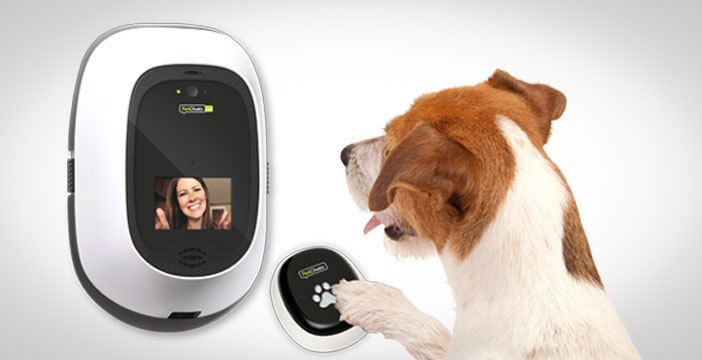 Video-chiamare il proprio cane potrebbe diventare realtà