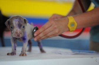 Proposta di Legge: Veterinario Gratis per i più Poveri
