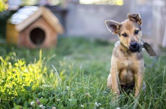 Avvelenamento da veleno per topi nel cane