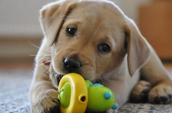 Strappare oggetti dalla bocca del cane
