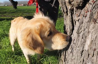 Teseo: il Cane che aiuta a proteggere insetti e boschi col suo fiuto