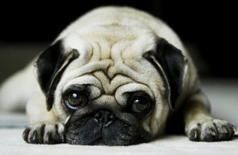 15 cose che forse non sapevi sui cani