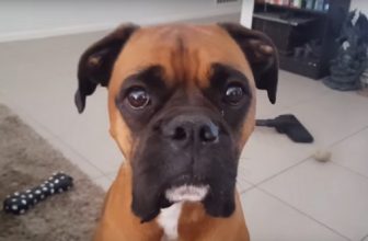 Video divertenti: Il cane chiede un po’ di pizza