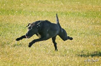 4 segnali che il tuo cane ha troppi stimoli. Consigli utili