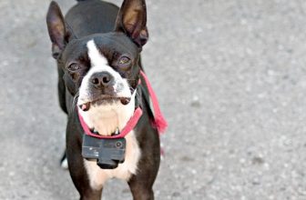 Milano, denunciato un 55enne per uso del collare elettrico sul cane