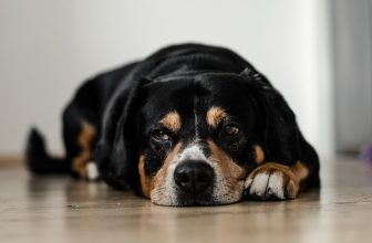 Diarrea nel cane