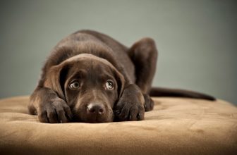Come manifesta dolore il cane