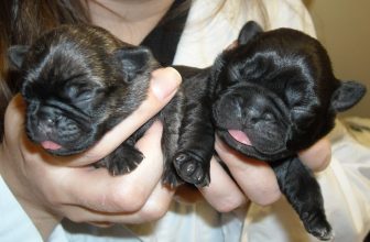 Prendersi cura di cuccioli orfani
