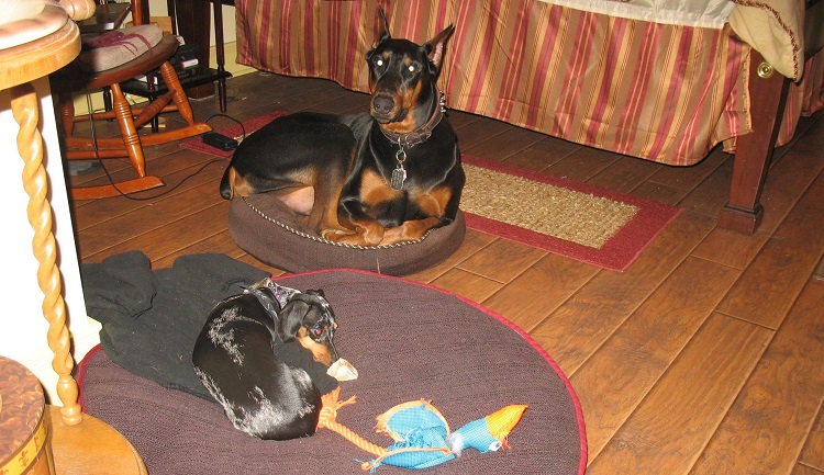 dobermann