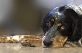 Gastrite nel cane: cause, sintomi, terapia