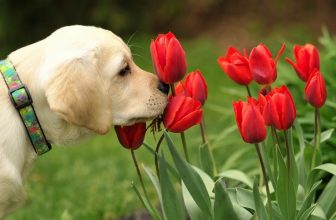 Il naso del cane è come un orologio