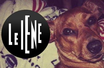 Petizione de Le Iene contro la violenza sugli animali