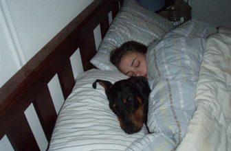 Perchè alcuni cani amano dormire sotto una coperta?