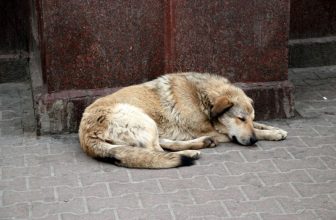 Trapani, vietato dare da mangiare ai randagi