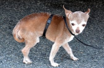 7 frasi che chi ha un cane piccolo è stanco di sentire