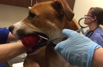 Perchè non risparmiare sugli accessori per cani