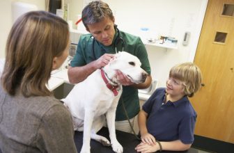 5 modi per fare impazzire un veterinario