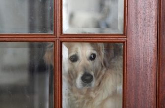 Il rientro e l’uscita da casa con il cane (e senza cane)