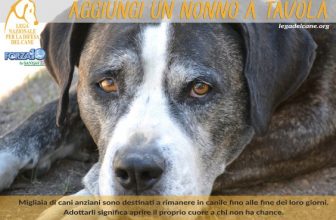 Cibo gratis a vita se adotti un cane anziano